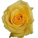Super Sun Roses d'Equateur Ethiflora